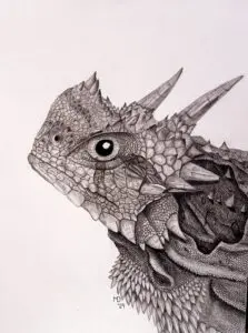 Close-up portrait of a Texas Horned Lizard (Phrynosoma cornutum) with prominent crown-like horns, graphite pencil wildlife artwork by Michael E. Dorcas, Tantilla Art.