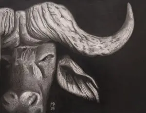 The Old Bull: Cape Buffalo (Syncerus caffer) graphite wildlife artwork by Michael E. Dorcas, Tantilla Art.