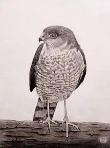Tiny Terror, Sharp-shinned Hawk (Accipiter striatus) perched on a log, graphite wildlife artwork by Michael E. Dorcas, Tantilla Art.