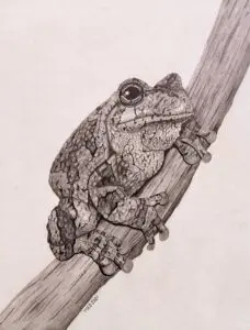 Trill: Cope’s Gray Treefrog (Hyla chrysoscelis) graphite wildlife artwork by Michael E. Dorcas, Tantilla Art.