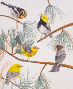 Five male warblers in breeding plumage perched among pine branches in a colored-pencil wildlife drawing.