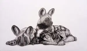 Between Hunts, African Wild Dogs graphite drawing by Michael E. Dorcas, Tantilla Art