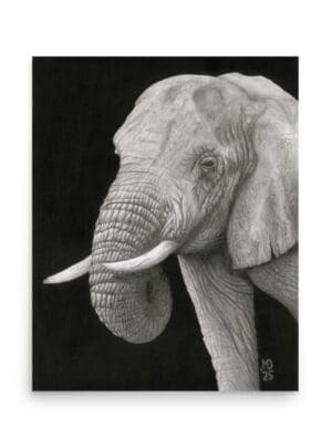 African Elephant – Fine Art Giclée Print