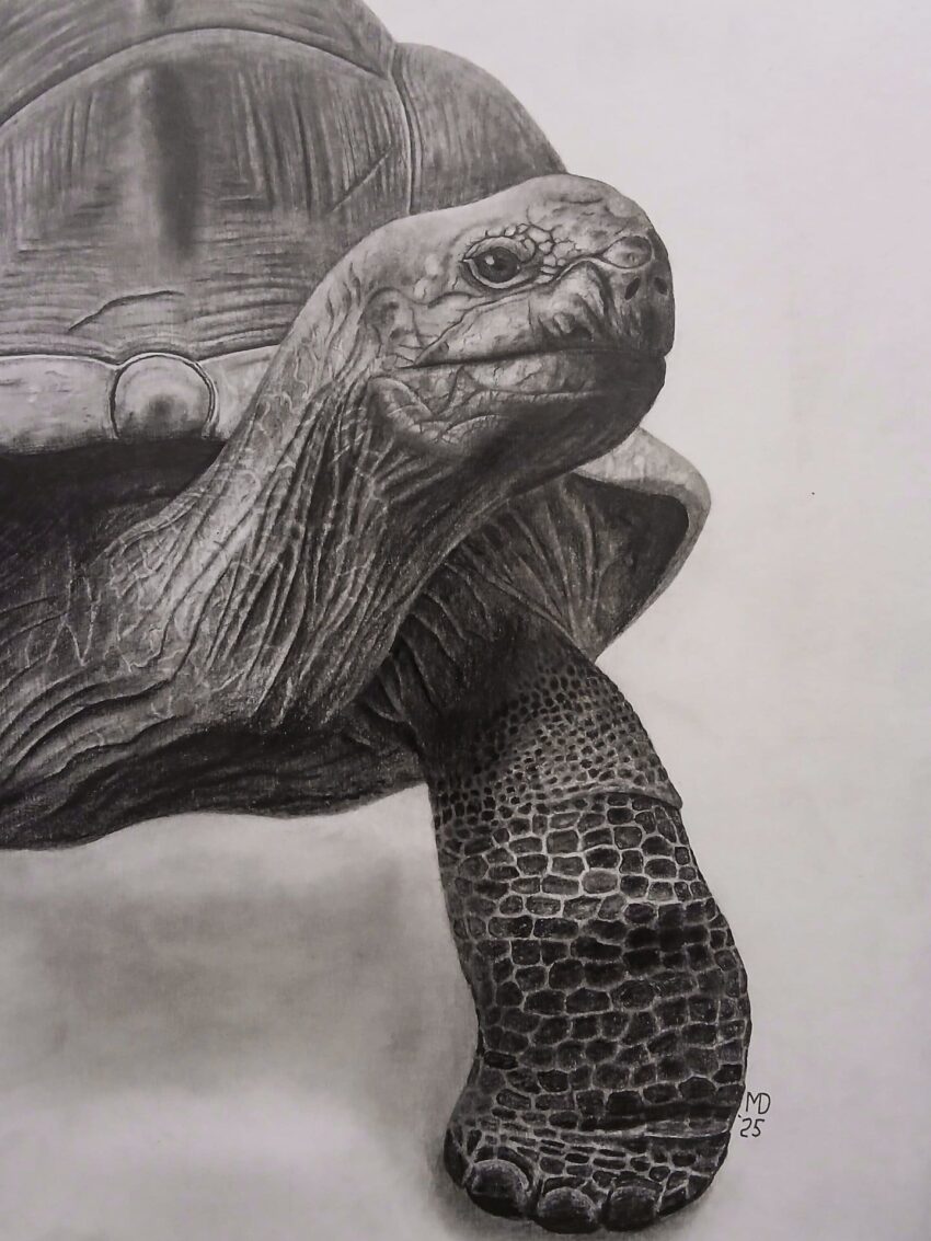 Aldabra: a Aldabra Giant Tortoise (Aldabrachelys gigantea) graphite wildlife artwork by Michael E. Dorcas, Tantilla Art.