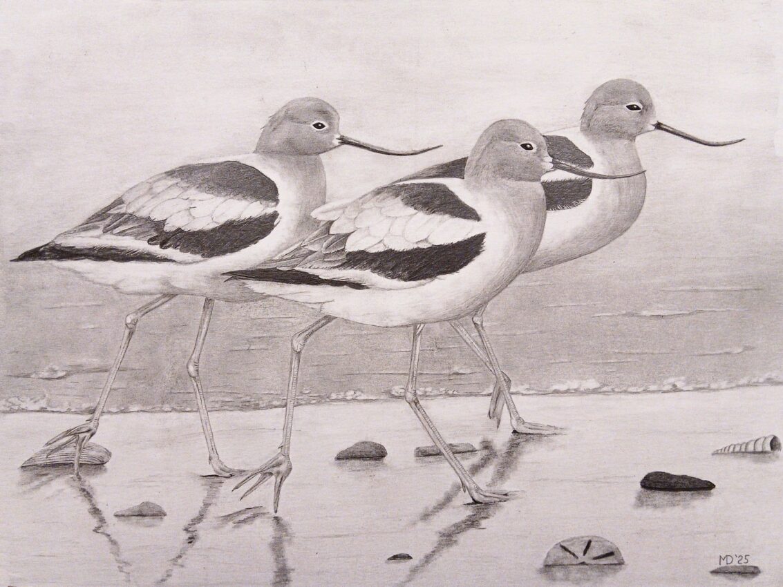 Avocets: three American Avocets (Recurvirostra americana) wading in shallow water, graphite wildlife artwork by Michael E. Dorcas, Tantilla Art.