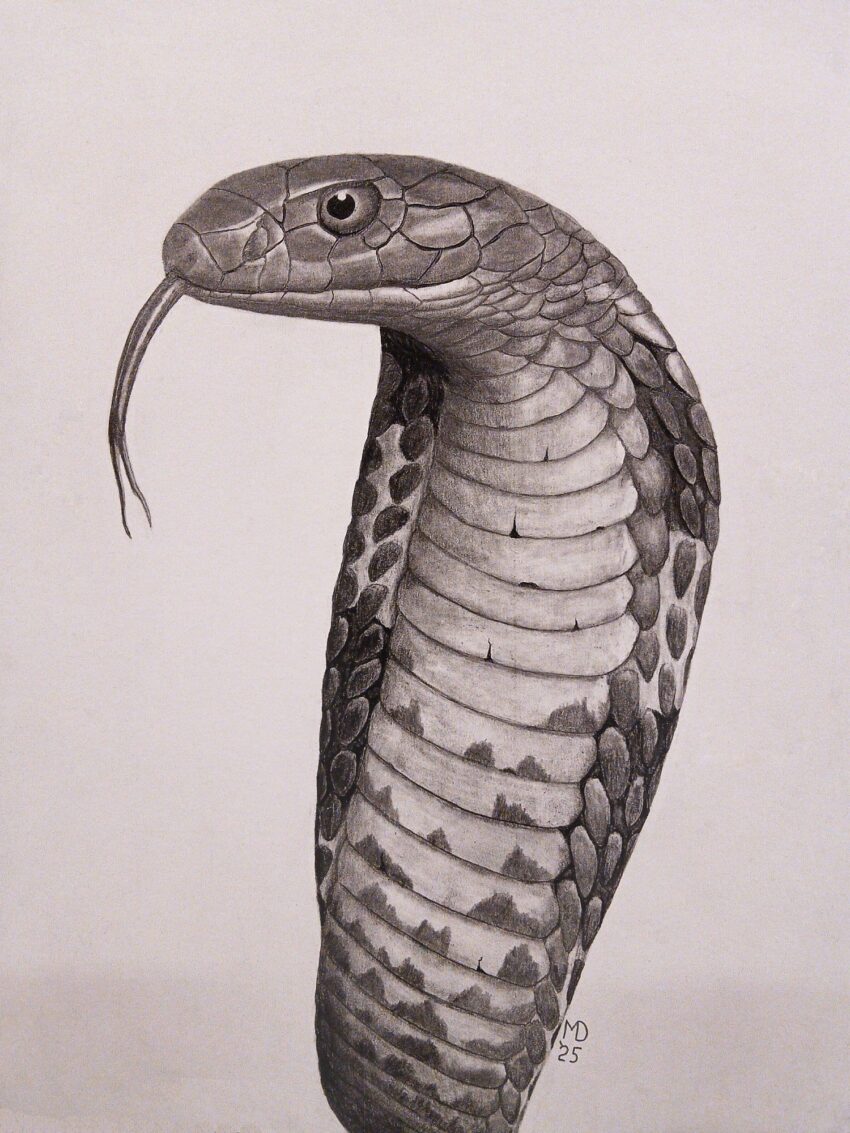 Upright King Cobra with its hood on display, tongue extended, graphite pencil wildlife artwork by Michael E. Dorcas, Tantilla Art.