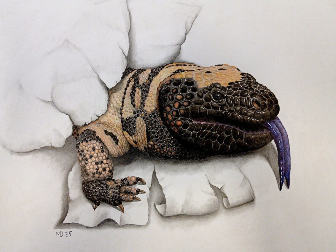 Gila Monster emerging through torn paper with its blue-purple tongue extended, colored pencil wildlife artwork by Michael E. Dorcas, Tantilla Art.