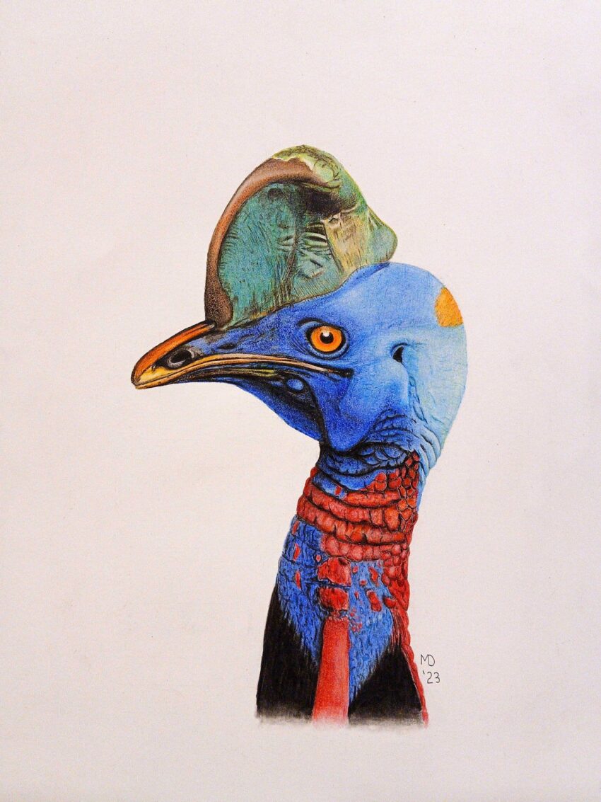 Tribulation: Southern Cassowary (Casuarius casuarius) colored pencil wildlife artwork by Michael E. Dorcas, Tantilla Art.