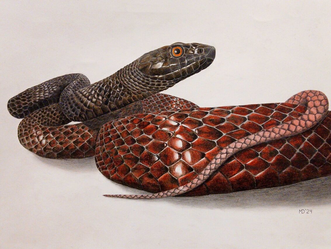 Alert Coachwhip with raised head, reddish-brown coils, and bright orange eye, colored pencil wildlife artwork by Michael E. Dorcas, Tantilla Art.