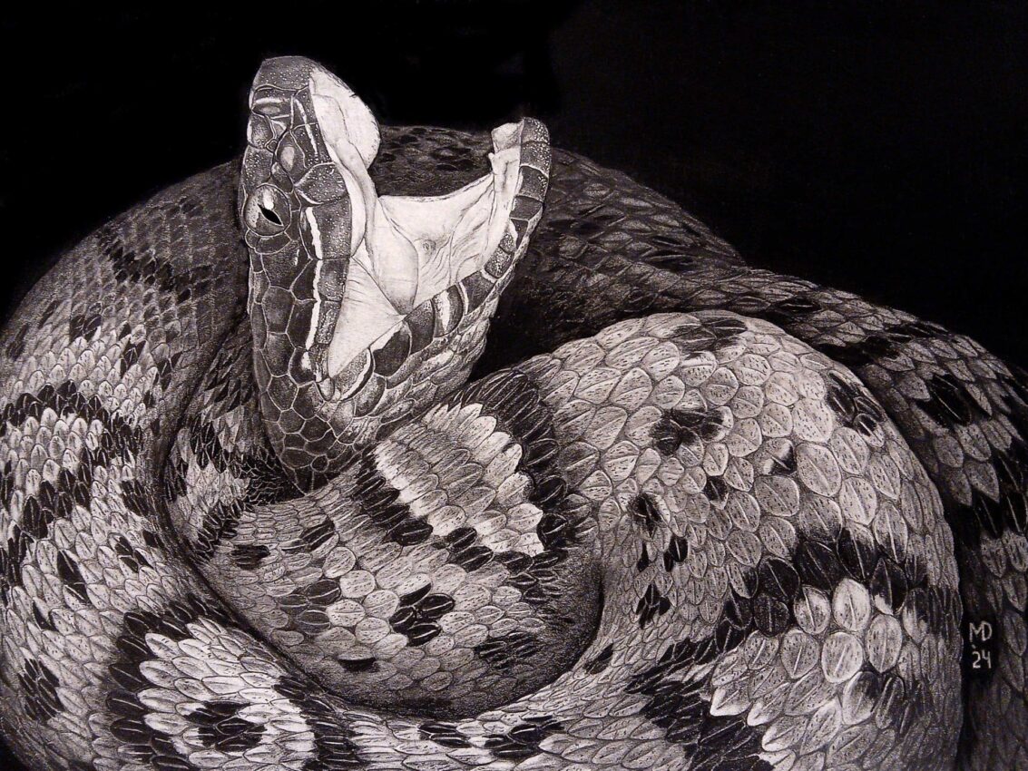 Fair Warning, Cottonmouth (Agkistrodon piscivorus) graphite wildlife artwork by Michael E. Dorcas, Tantilla Art.
