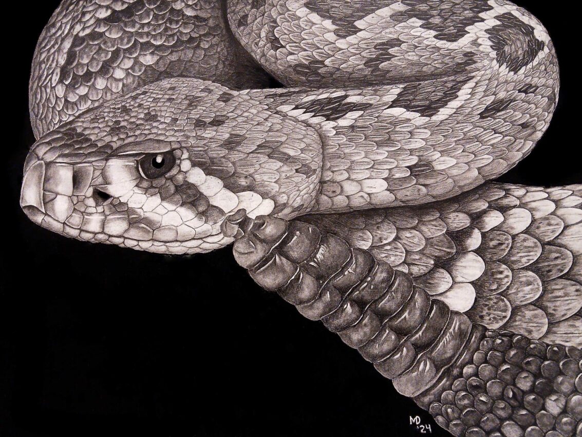 Coiled Eastern Diamondback Rattlesnake with its head and rattle visible against a black background, graphite pencil wildlife artwork by Michael E. Dorcas, Tantilla Art.