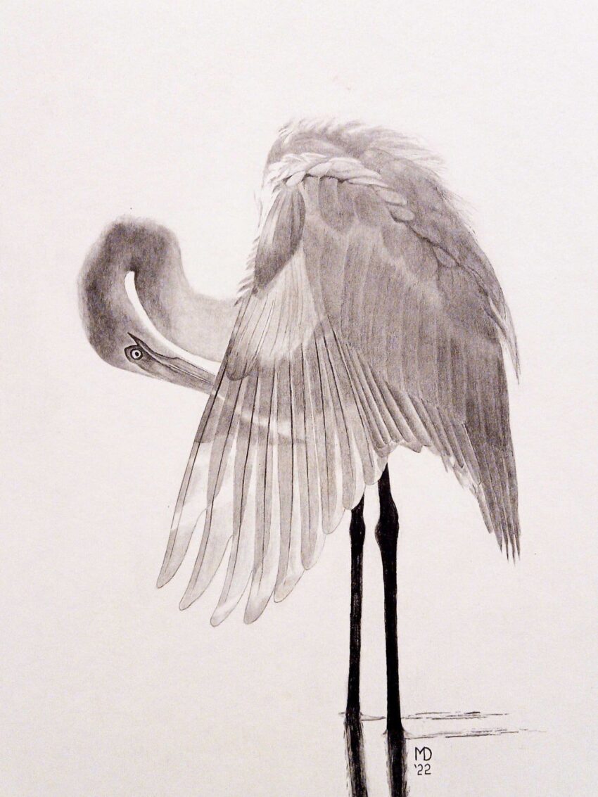 Grace: Great Egret (Ardea alba) graphite wildlife artwork by Michael E. Dorcas, Tantilla Art.