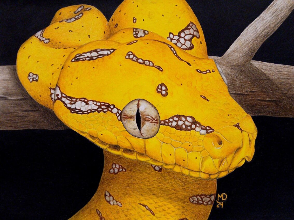 Juvenile Green Tree Python coiled on a branch with vivid yellow coloration, colored pencil wildlife artwork by Michael E. Dorcas, Tantilla Art.