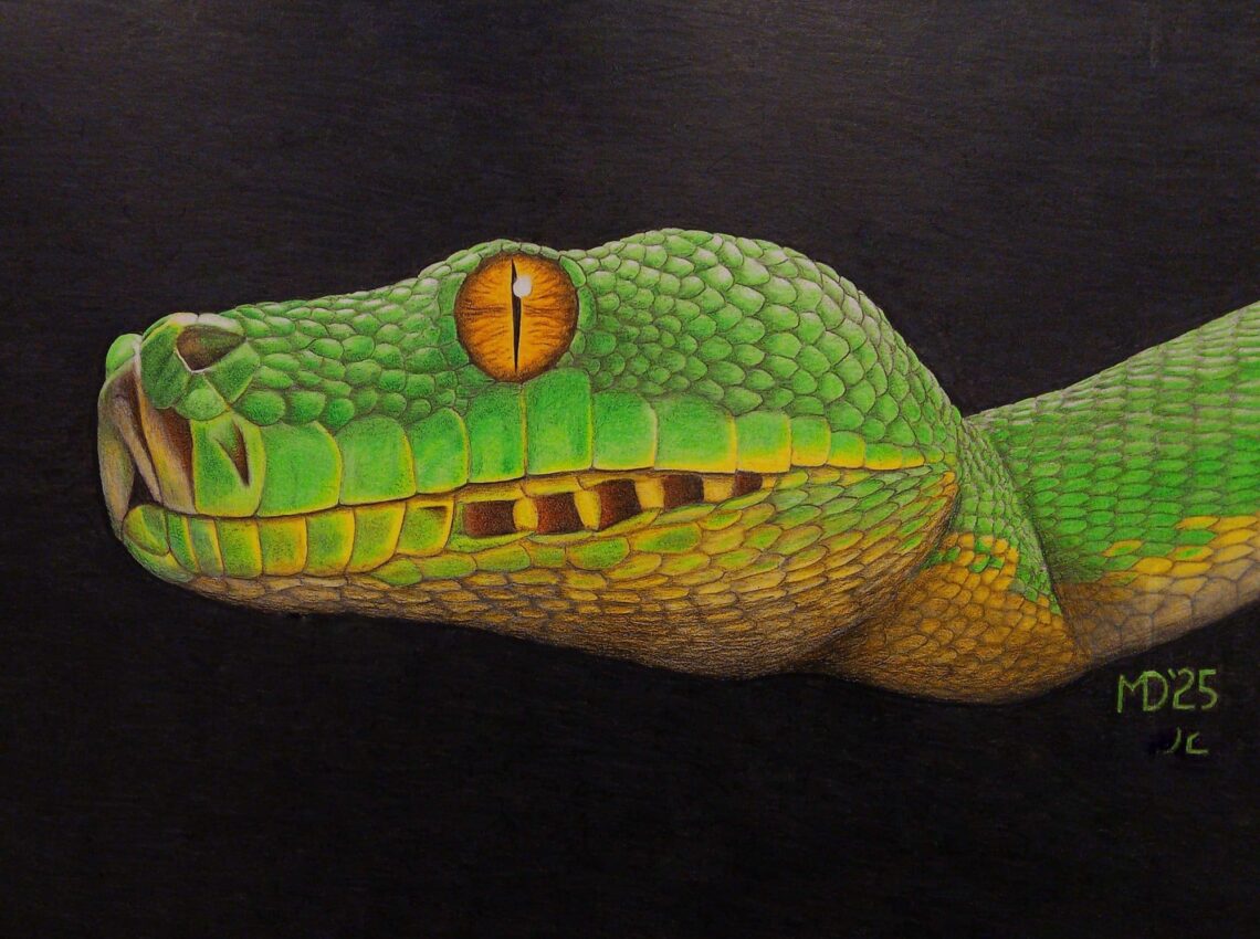 Adult Green Tree Python with vivid green scales and golden eye against a black background, colored pencil wildlife artwork by Michael E. Dorcas, Tantilla Art.