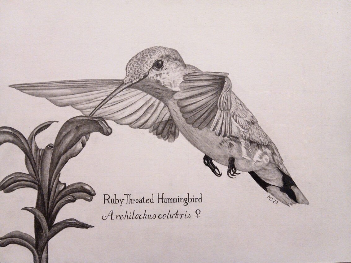 Just a Sip, female Ruby-throated Hummingbird (Archilochus colubris) graphite wildlife artwork by Michael E. Dorcas, Tantilla Art.
