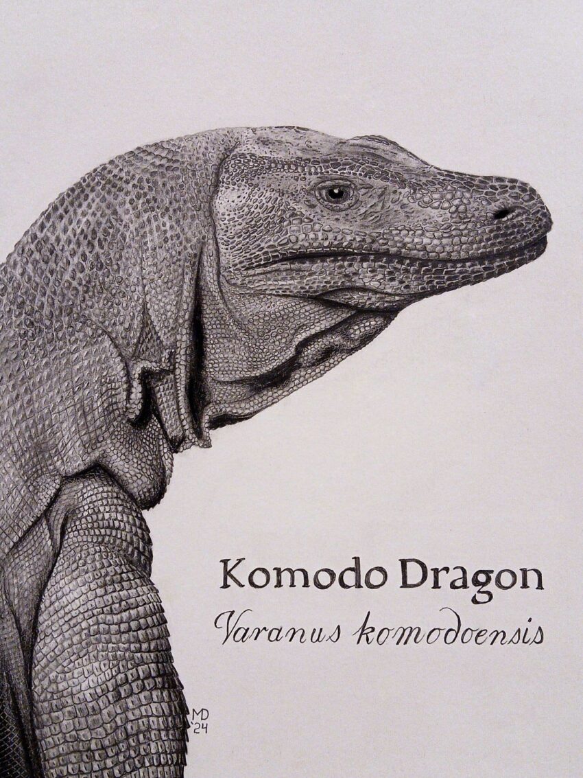 Profile portrait of a Komodo Dragon with hand-lettered species name, graphite pencil wildlife artwork by Michael E. Dorcas, Tantilla Art.