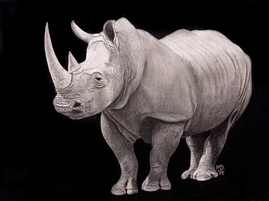 Last Warrior: White Rhinoceros (Ceratotherium simum) graphite wildlife artwork by Michael E. Dorcas, Tantilla Art.