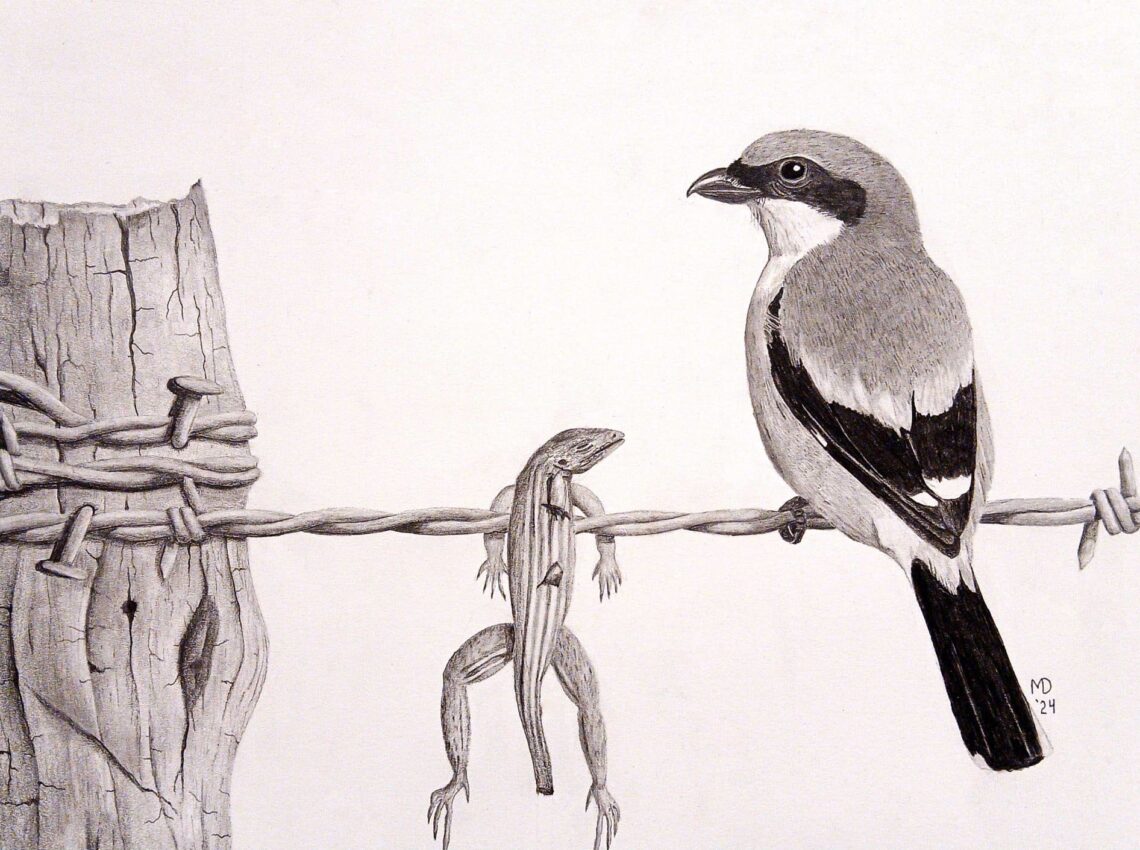 Butcherbird: Loggerhead Shrike (Lanius ludovicianus) perched beside an impaled lizard on barbed wire, graphite wildlife artwork by Michael E. Dorcas, Tantilla Art.
