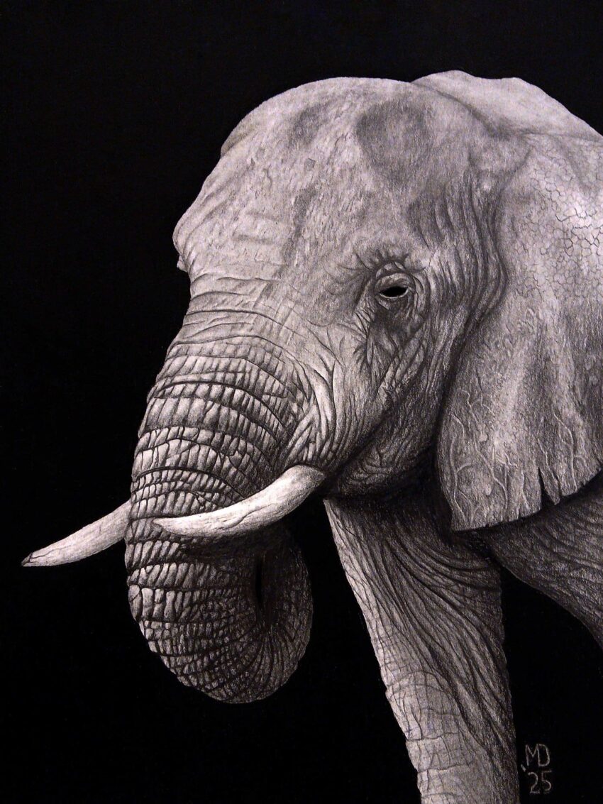 Long Memories: detailed graphite portrait of an African elephant with deeply wrinkled skin and worn tusks by Michael E. Dorcas, Tantilla Art.