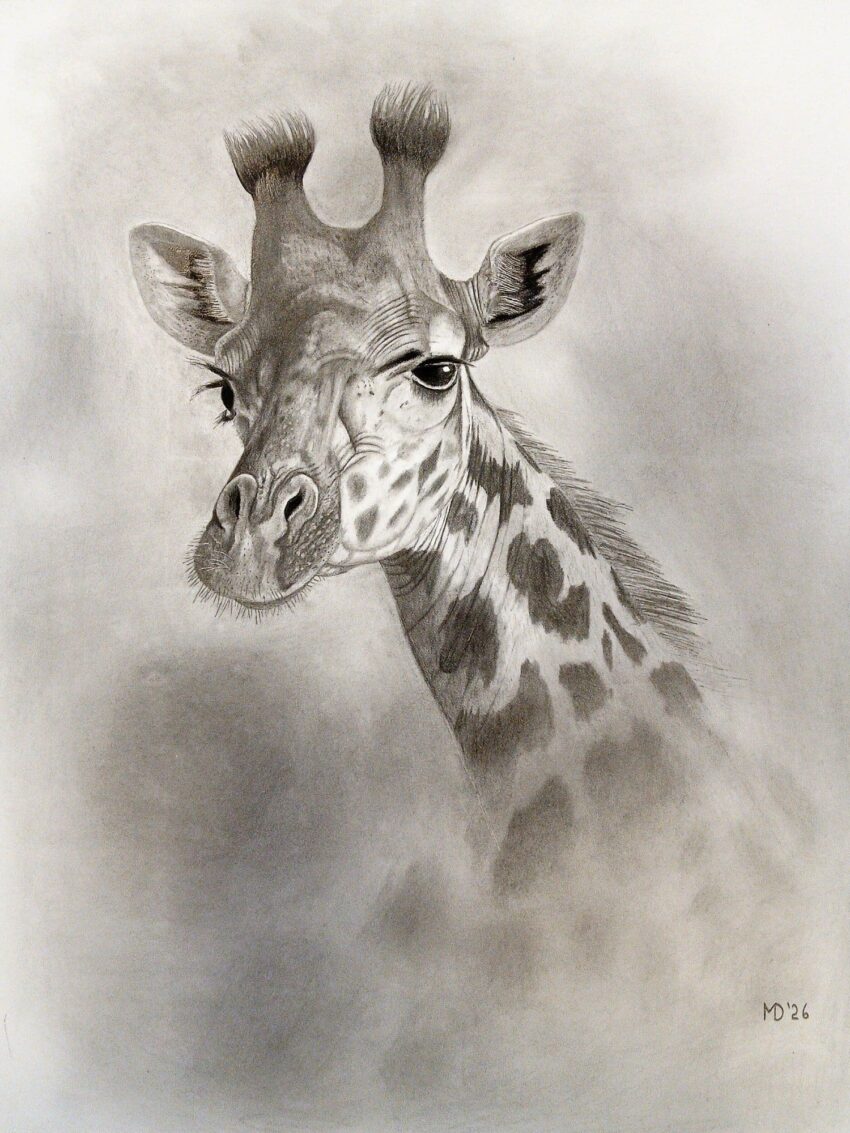 Masai giraffe portrait, graphite pencil wildlife artwork by Michael E. Dorcas, Tantilla Art.