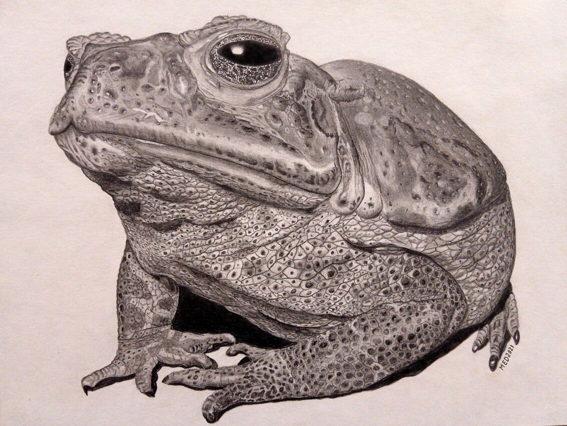 Mama Grande, large female Giant Toad (Rhinella marina) graphite wildlife artwork by Michael E. Dorcas, Tantilla Art.