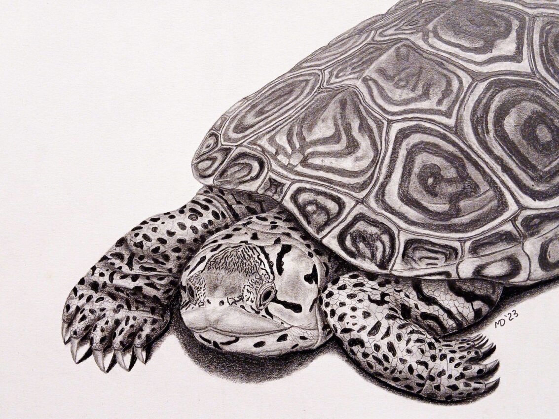 Female Diamondback Terrapin resting with patterned shell and spotted limbs, graphite pencil wildlife artwork by Michael E. Dorcas, Tantilla Art.