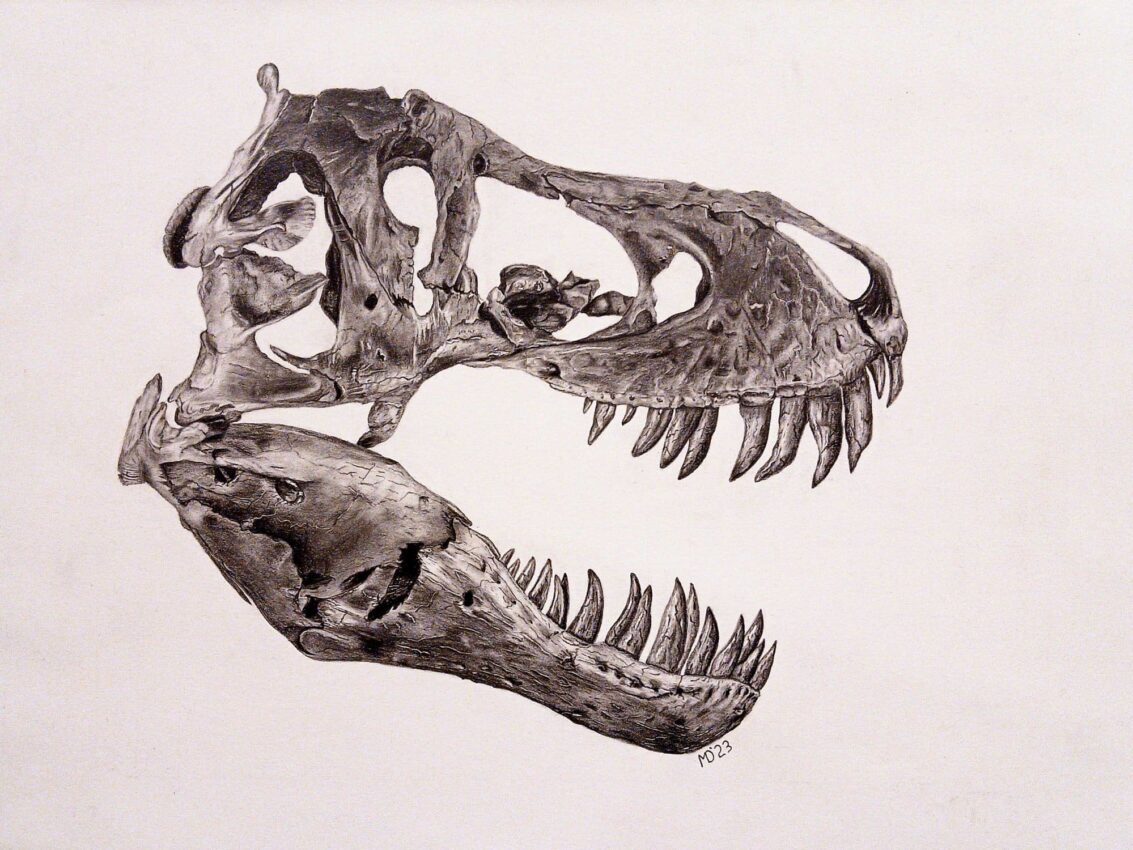 Mesozoic Mayhem: detailed graphite drawing of a Tyrannosaurus rex skull and lower jaw by Michael E. Dorcas, Tantilla Art.