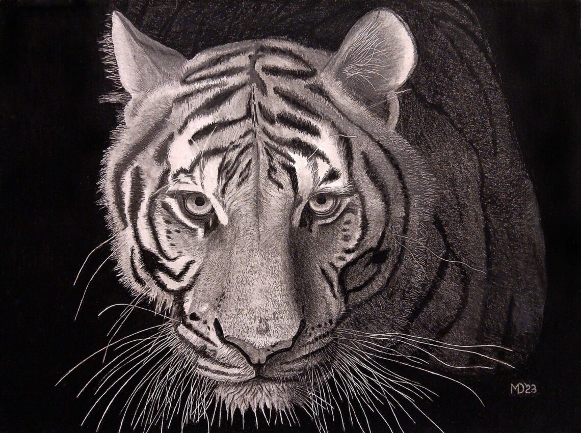 Night Stalker: Bengal Tiger (Panthera tigris tigris) graphite wildlife artwork by Michael E. Dorcas, Tantilla Art.