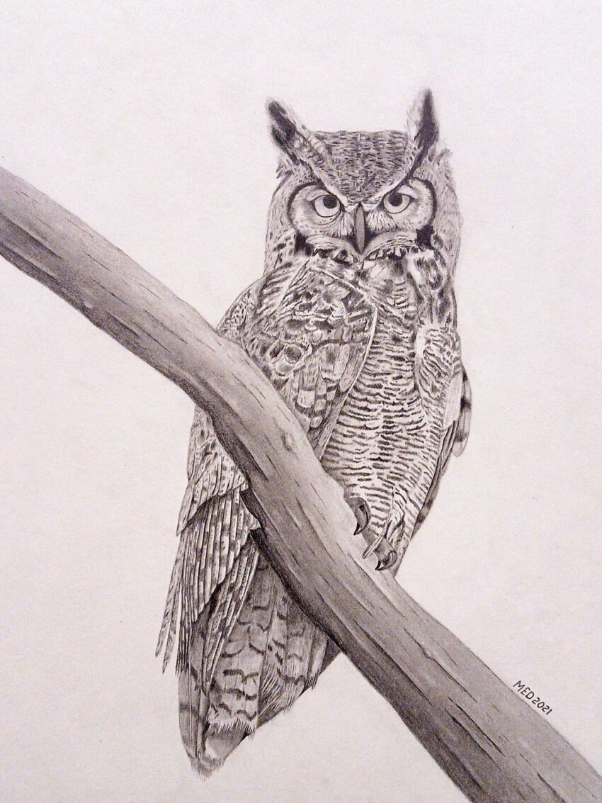 Night Watch: Great Horned Owl (Bubo virginianus) perched on a branch, graphite wildlife artwork by Michael E. Dorcas, Tantilla Art.