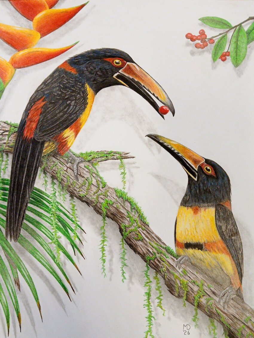 Offering: pair of Collared Aracaris (Pteroglossus torquatus) sharing a berry, colored pencil wildlife artwork by Michael E. Dorcas, Tantilla Art.