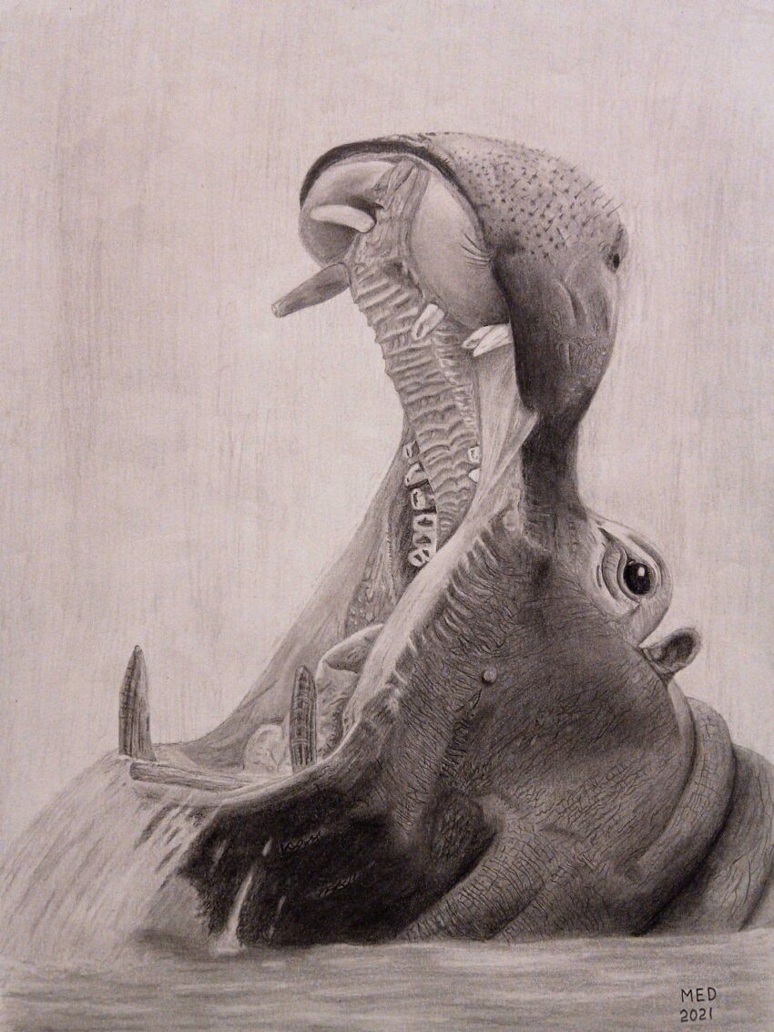 Open Wide: graphite drawing of a hippopotamus displaying its enormous mouth and teeth by Michael E. Dorcas, Tantilla Art.