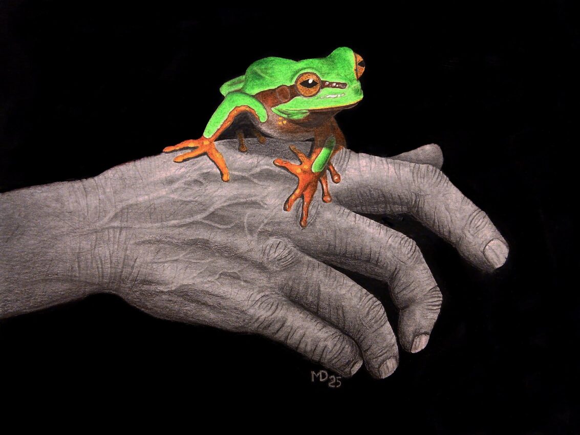 On Hand: Pine Barrens Treefrog (Hyla andersonii) colored-pencil and graphite wildlife artwork by Michael E. Dorcas, Tantilla Art.