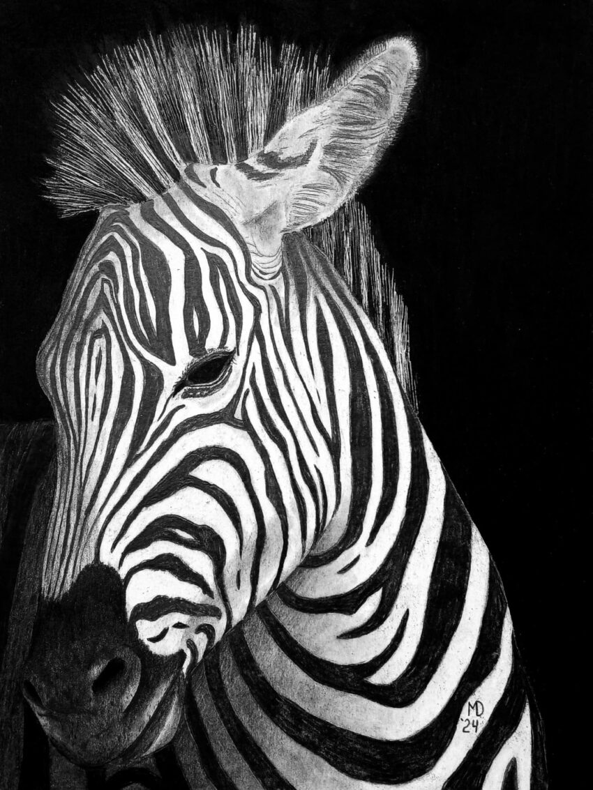 Serengeti: Plains Zebra (Equus quagga) graphite wildlife artwork by Michael E. Dorcas, Tantilla Art.