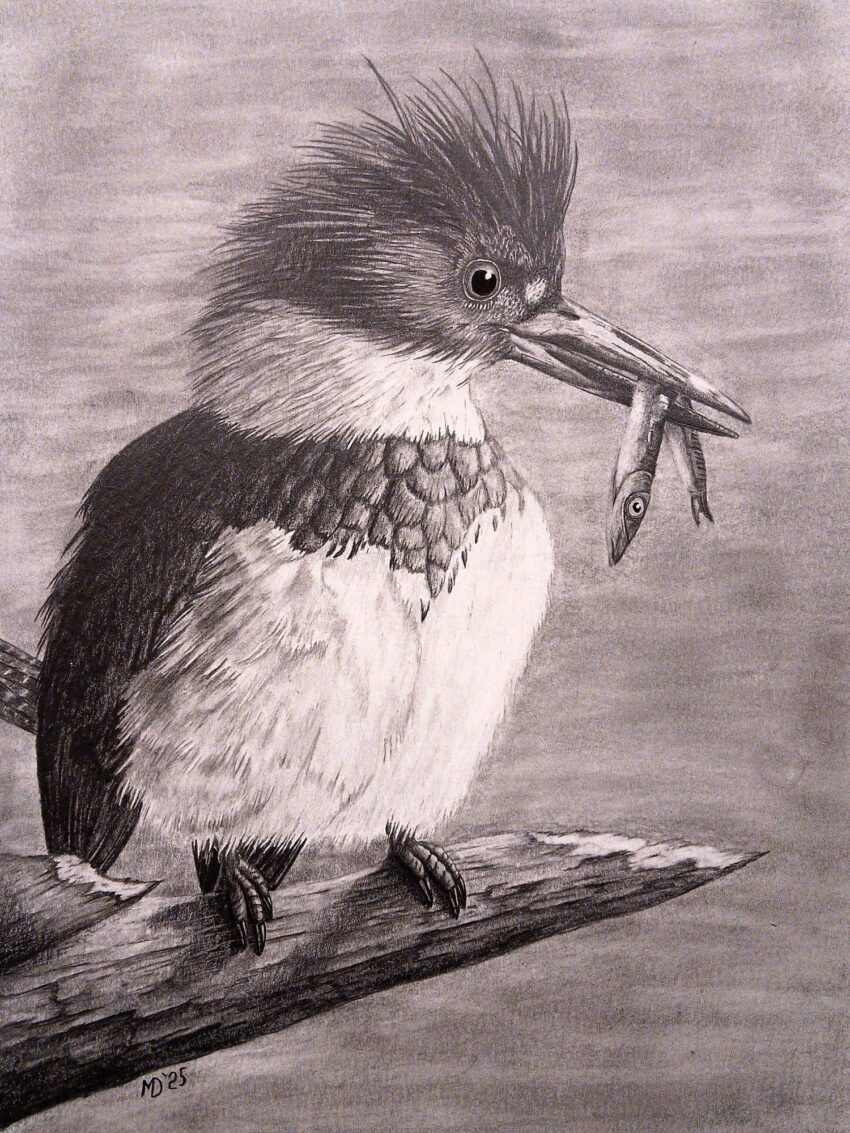 River Sentinel: Belted Kingfisher (Megaceryle alcyon) holding a small fish, graphite wildlife artwork by Michael E. Dorcas, Tantilla Art.