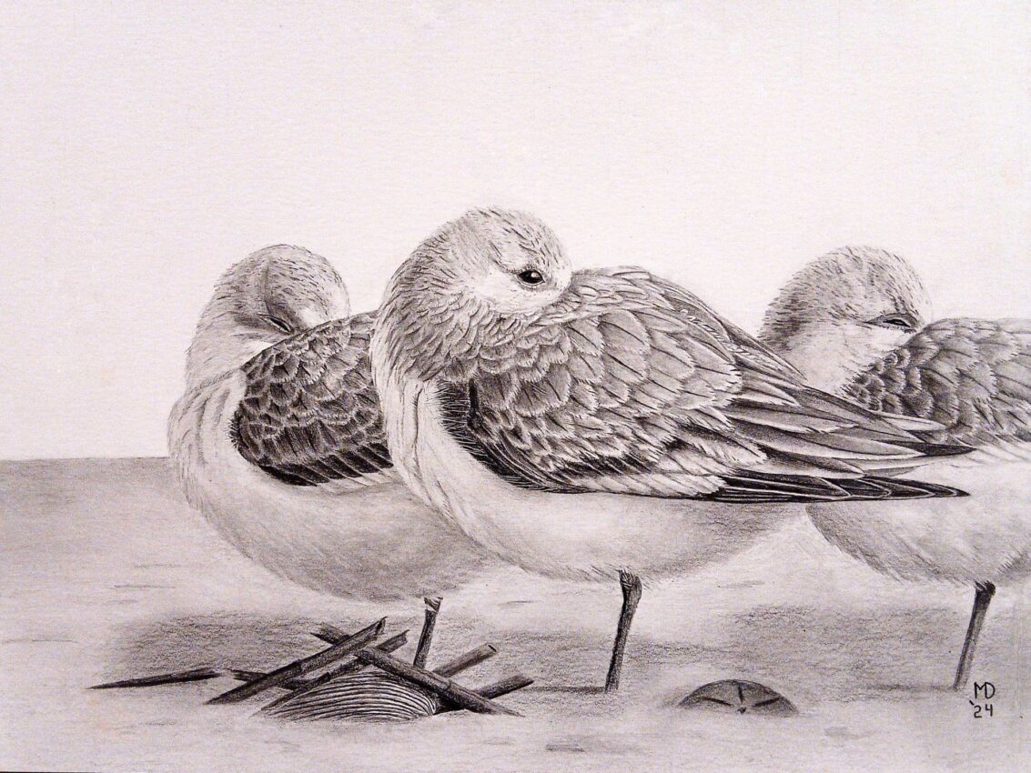 Sanderlings (Calidris alba) resting together along the shoreline, graphite wildlife artwork by Michael E. Dorcas, Tantilla Art.