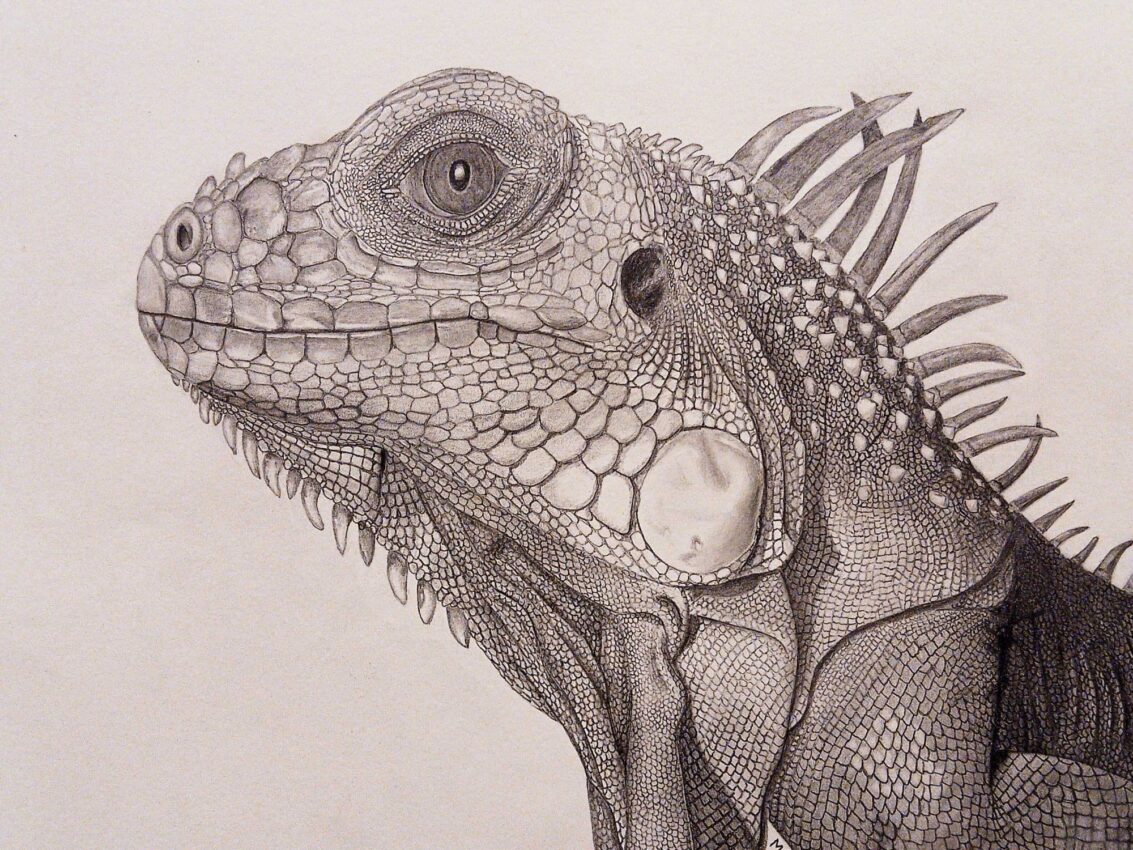 Green Iguana (Iguana iguana), graphite wildlife artwork titled Scales by Michael E. Dorcas, Tantilla Art.