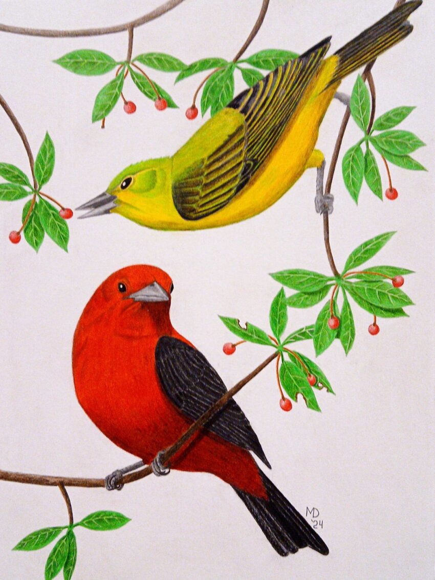 Scarlet and Gold: male and female Scarlet Tanagers (Piranga olivacea) among leafy branches and red berries, colored pencil wildlife artwork by Michael E. Dorcas, Tantilla Art.