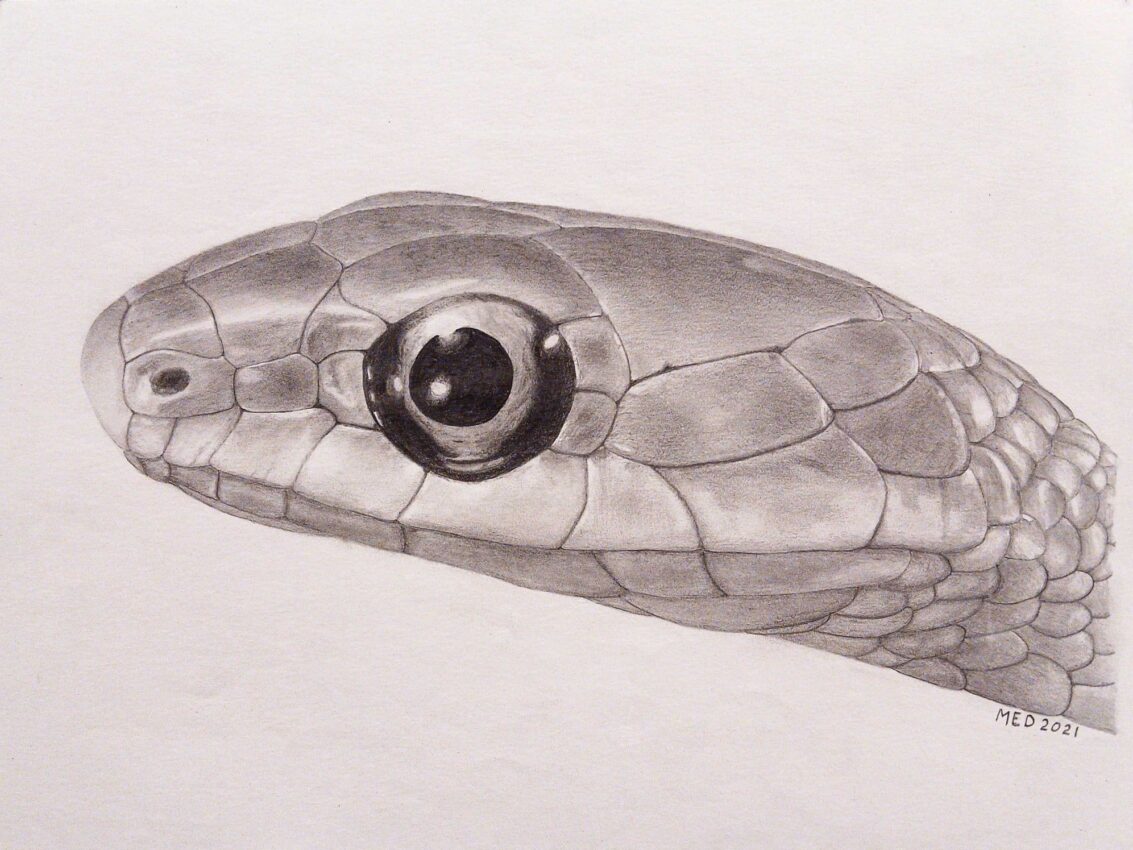 Sinuous Beauty, Rough Green Snake (Opheodrys aestivus) graphite wildlife artwork by Michael E. Dorcas, Tantilla Art.