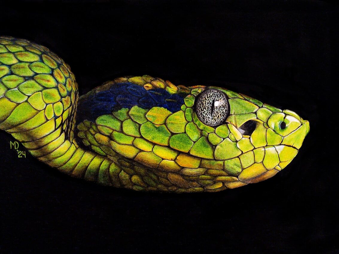 Yellow-blotched Palm Pit Viper (*Bothriechis aurifer*) emerging from a black background, colored-pencil wildlife artwork by Michael E. Dorcas, Tantilla Art.
