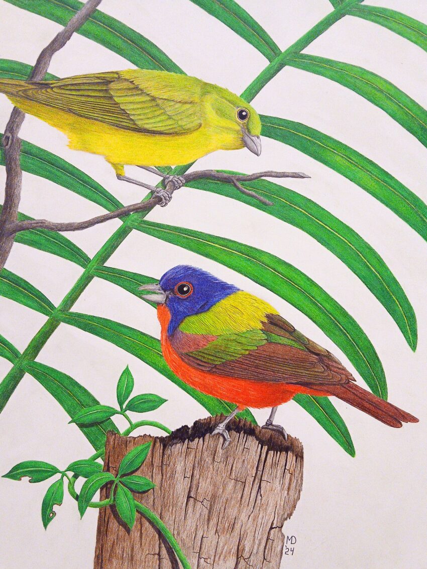 Male and female Painted Buntings perched among sweeping green leaves in a colored-pencil wildlife drawing.