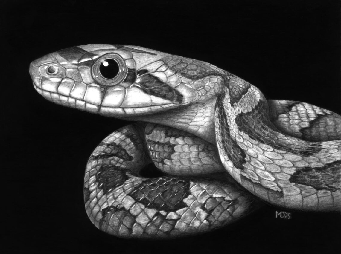 Juvenile Texas Rat Snake climbing a branch, graphite pencil wildlife artwork by Michael E. Dorcas, Tantilla Art.