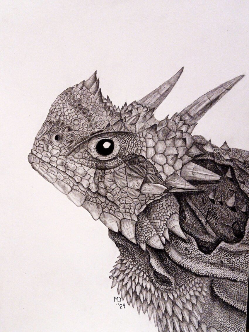 Close-up portrait of a Texas Horned Lizard (Phrynosoma cornutum) with prominent crown-like horns, graphite pencil wildlife artwork by Michael E. Dorcas, Tantilla Art.