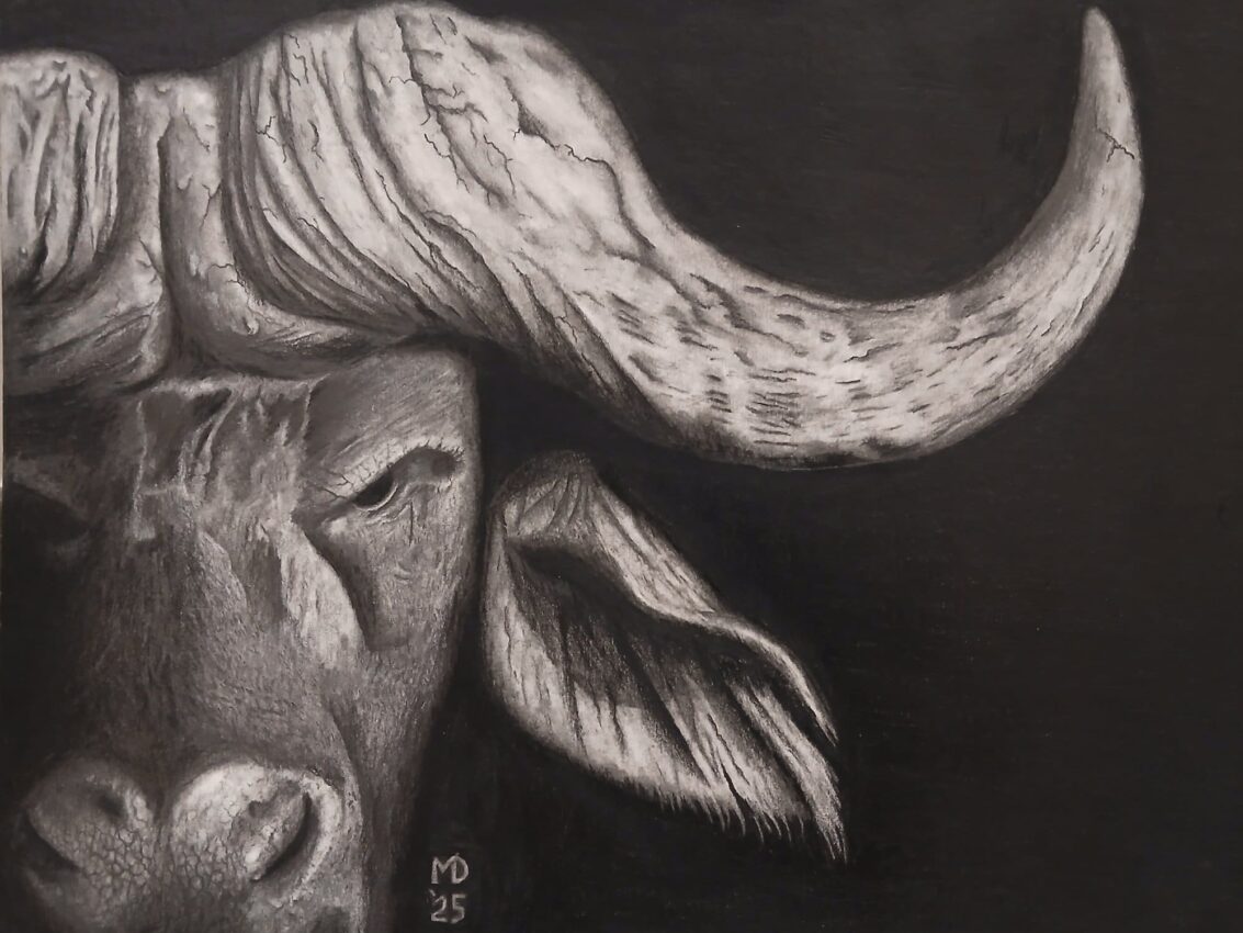 The Old Bull: Cape Buffalo (Syncerus caffer) graphite wildlife artwork by Michael E. Dorcas, Tantilla Art.