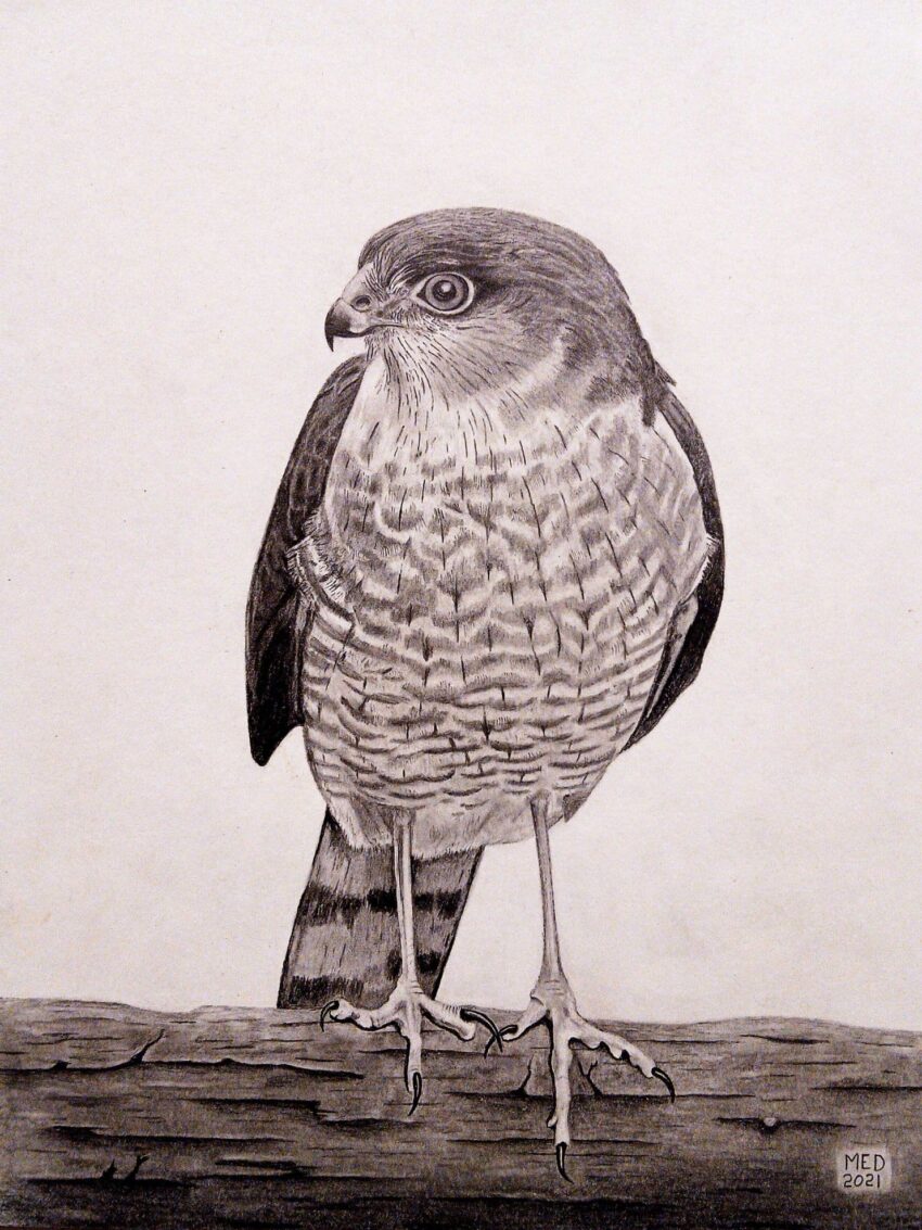 Tiny Terror, Sharp-shinned Hawk (Accipiter striatus) perched on a log, graphite wildlife artwork by Michael E. Dorcas, Tantilla Art.
