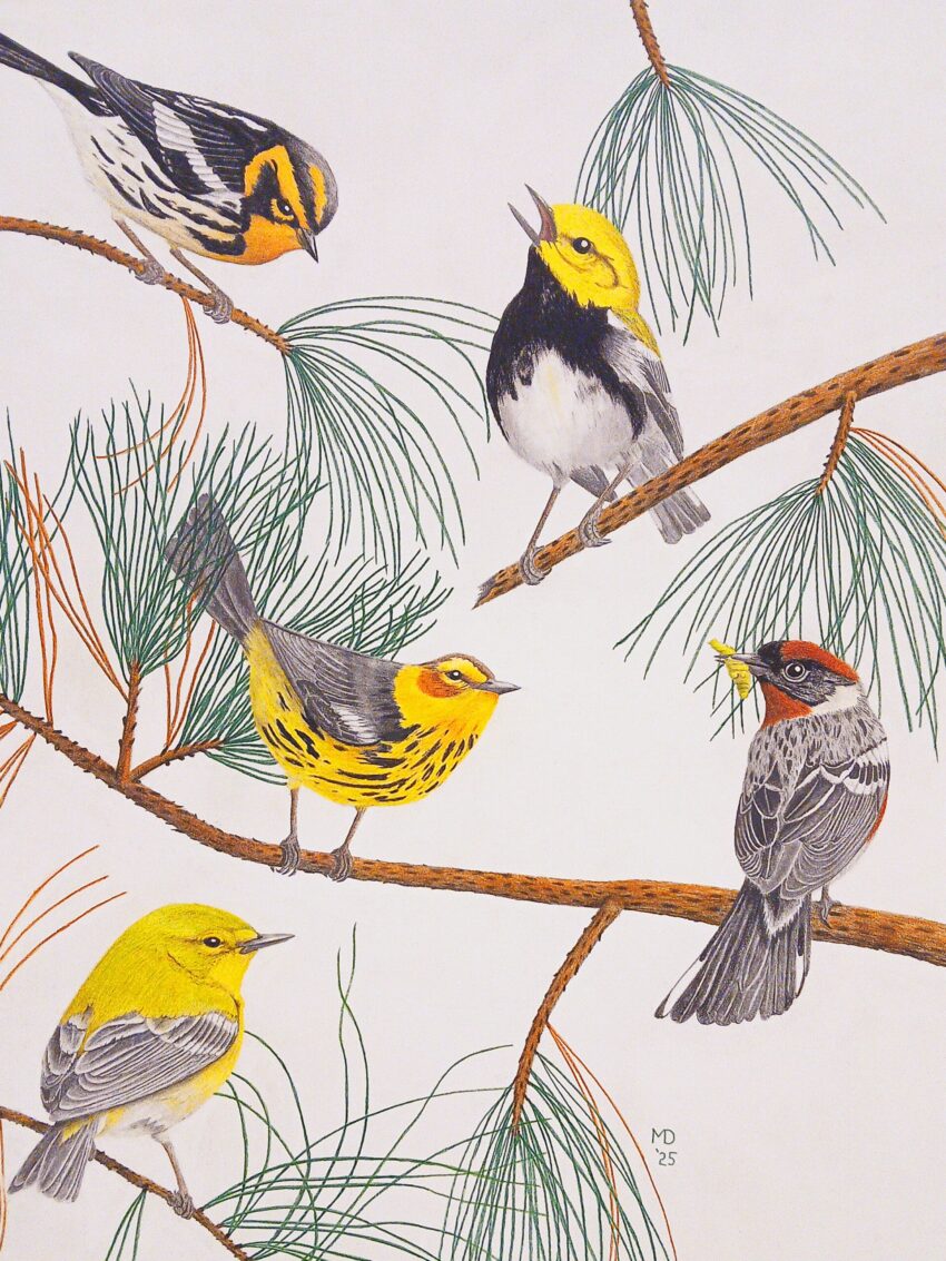 Five male warblers in breeding plumage perched among pine branches in a colored-pencil wildlife drawing.