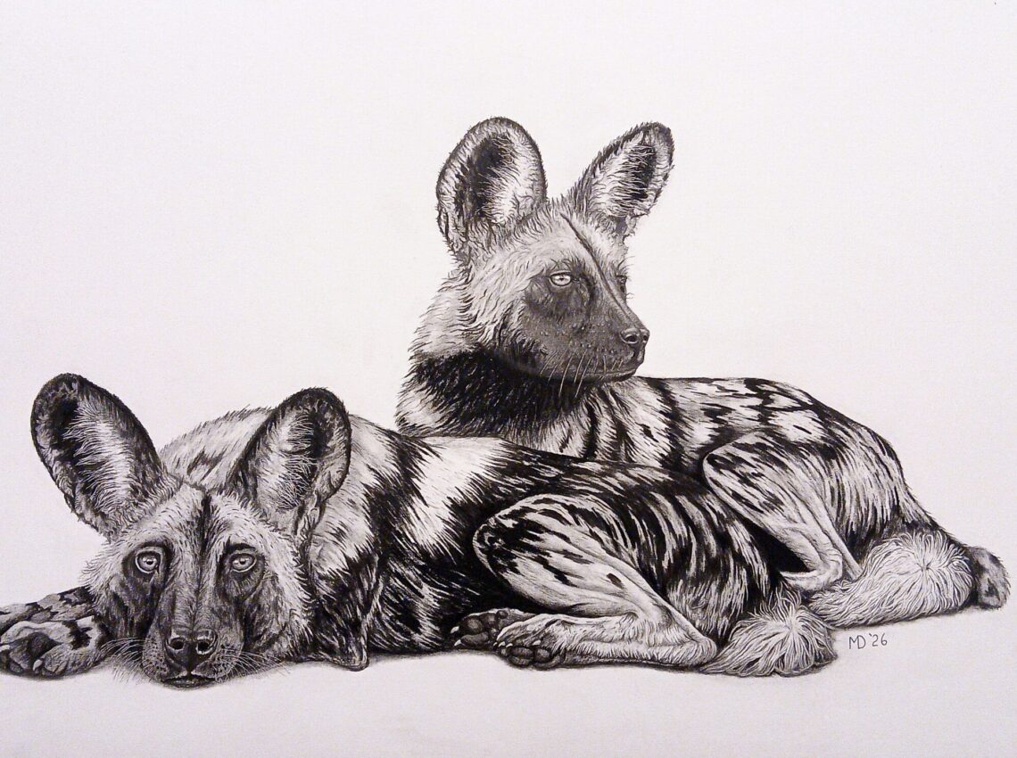 Between Hunts, African Wild Dogs graphite drawing by Michael E. Dorcas, Tantilla Art