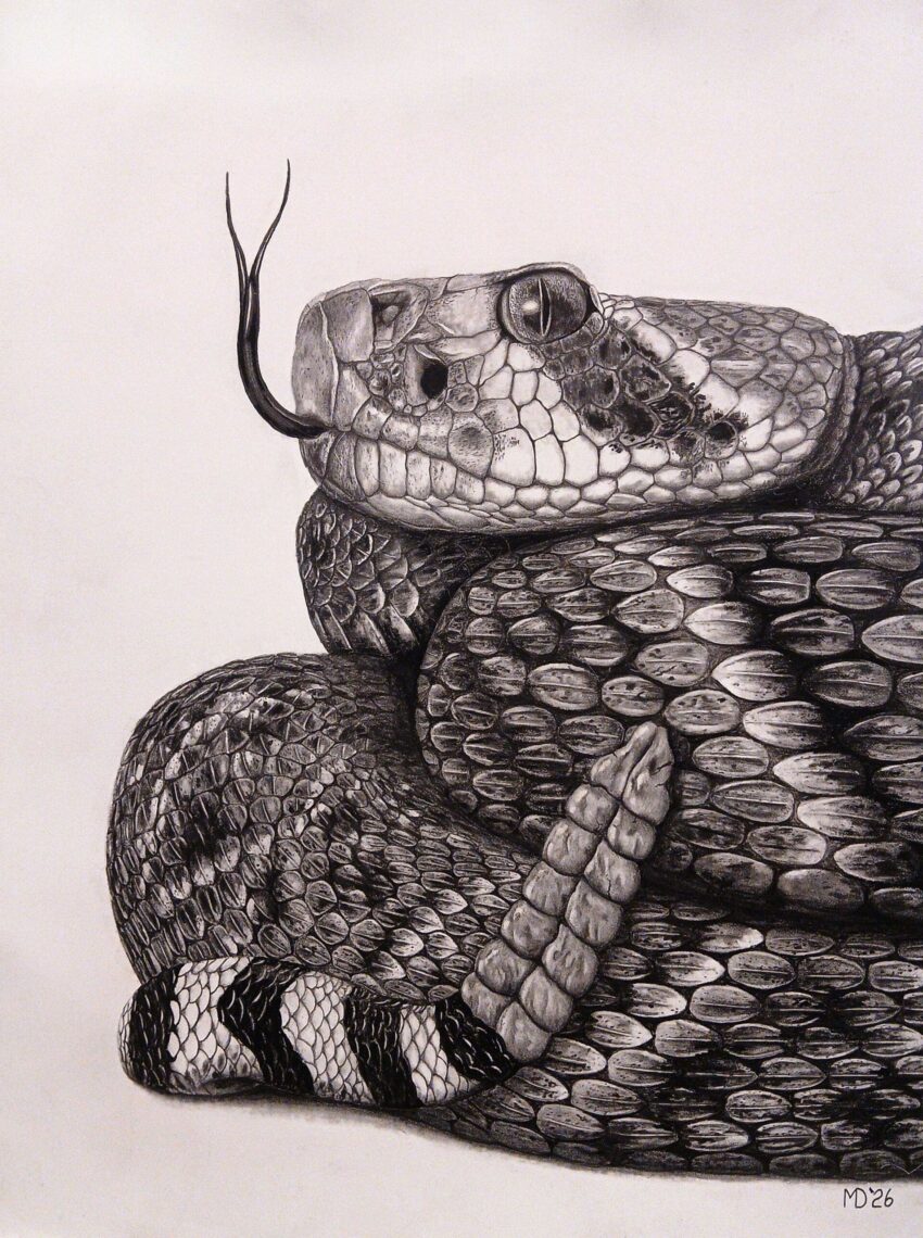 ATROX: Western Diamondback Rattlesnake (Crotalus atrox) graphite wildlife artwork by Michael E. Dorcas, Tantilla Art.