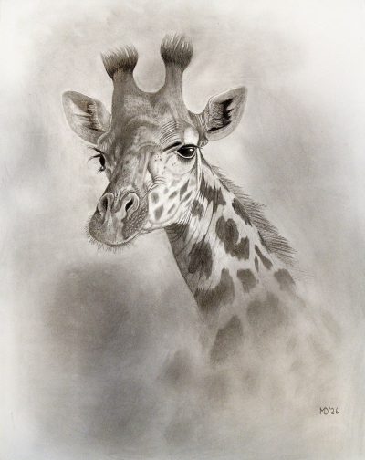Maasai giraffe portrait, graphite pencil wildlife artwork by Michael E. Dorcas, Tantilla Art.